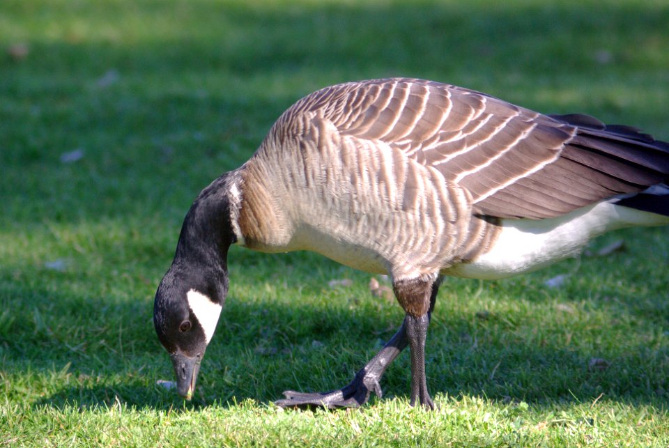 GOOSE, CACKLING (12-5-07) laguna -2a