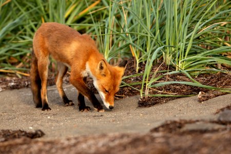 Red fox at Izembek Lagoon