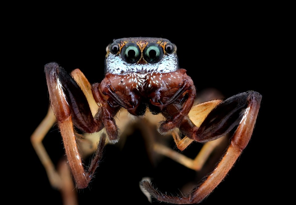 Jumping spider, skinny legs, face, MAGLEV 2020-08-12-18.47.42 ZS PMax UDR