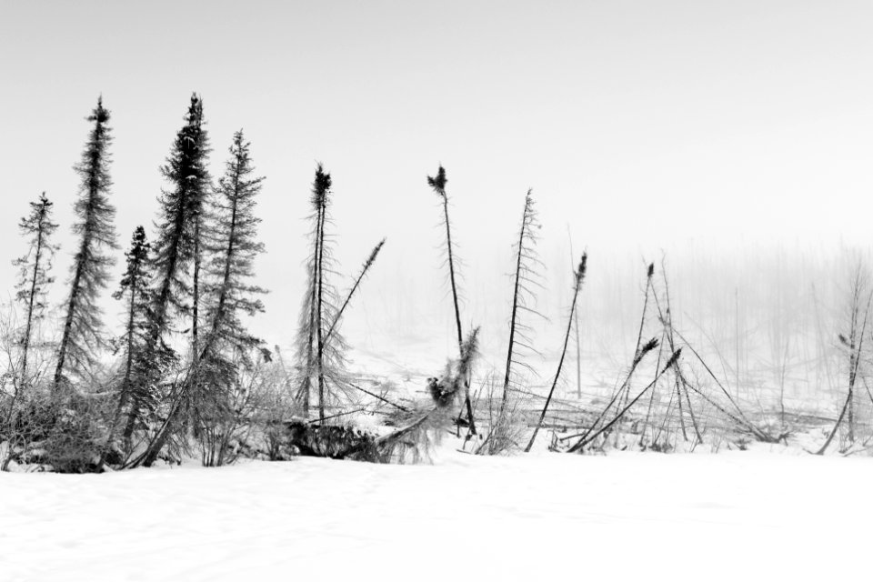 Burn scar in the snow