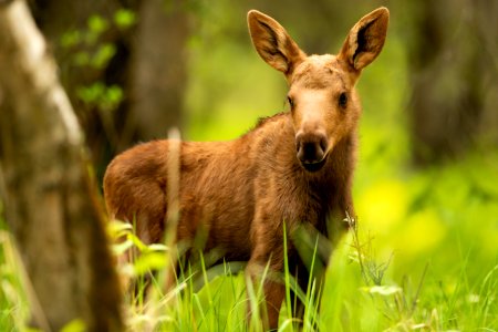 Moose calf photo