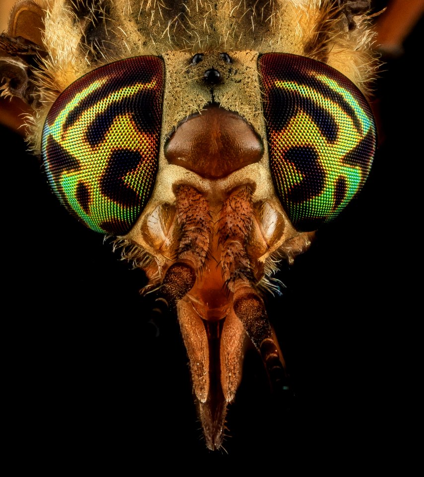 Tabanidae, U, Eyes 1, MD, Bowie 2013-06-26-17.37.52 ZS PMax