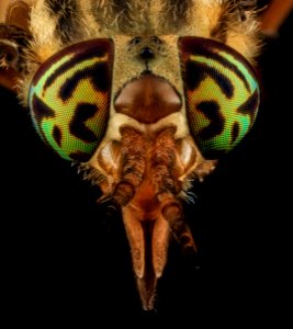 Tabanidae, U, Eyes 1, MD, Bowie 2013-06-26-17.37.52 ZS PMax