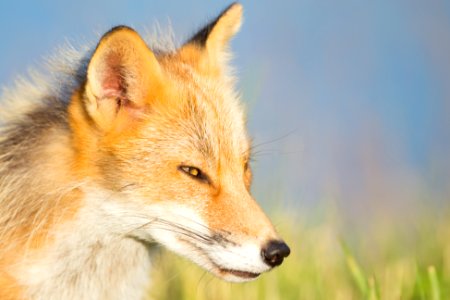 Red fox on Kodiak Refuge photo