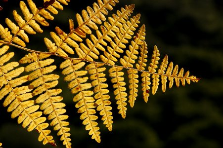 FERN, BRACKEN (12-9-07)-01