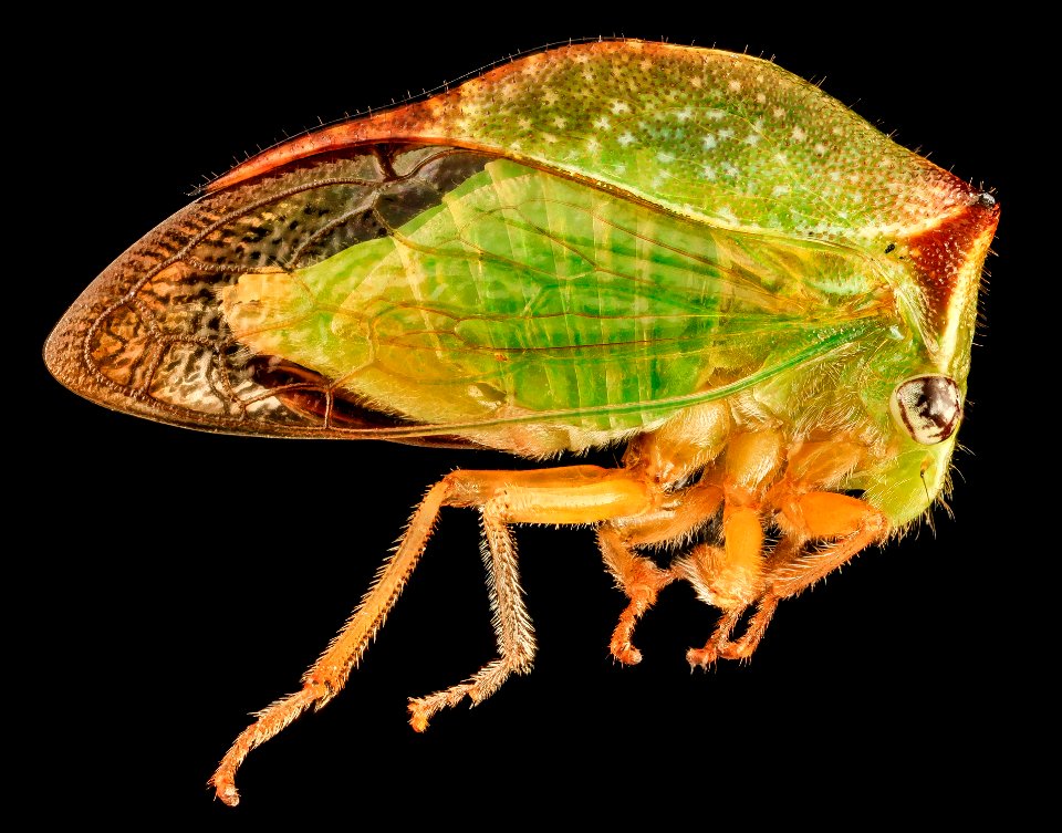 Buffalo Treehopper, side, MD, PG County 2013-08-20-17.33.42 ZS PMax