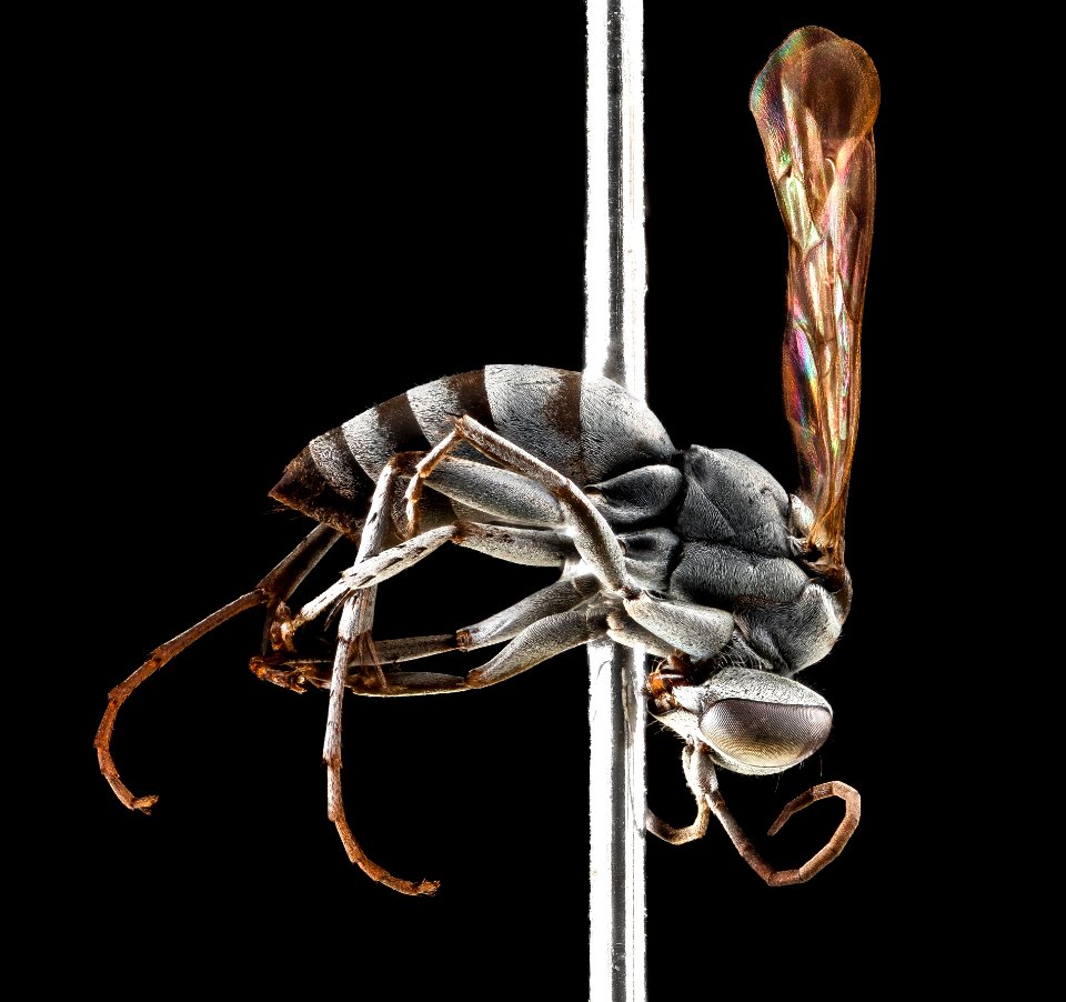 Wasp 3 2012-06-18-17.59