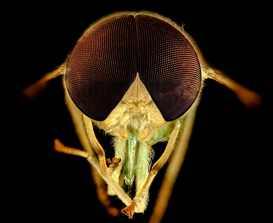 Chlorotabanus crepuscularis, Green Horse Fly, Duck, NC 2016-01-07-14.09