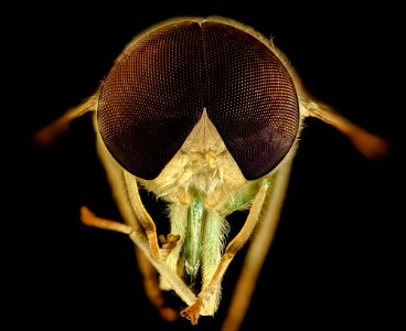 Chlorotabanus crepuscularis, Green Horse Fly, Duck, NC 2016-01-07-14.09