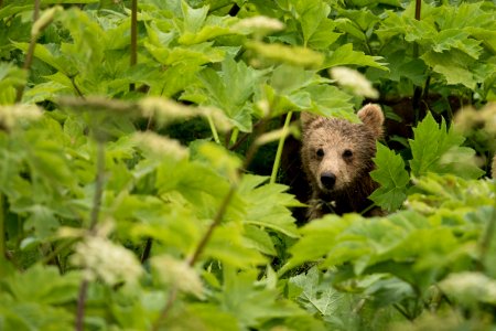 Kodiak bear