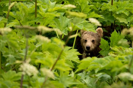 Kodiak bear photo