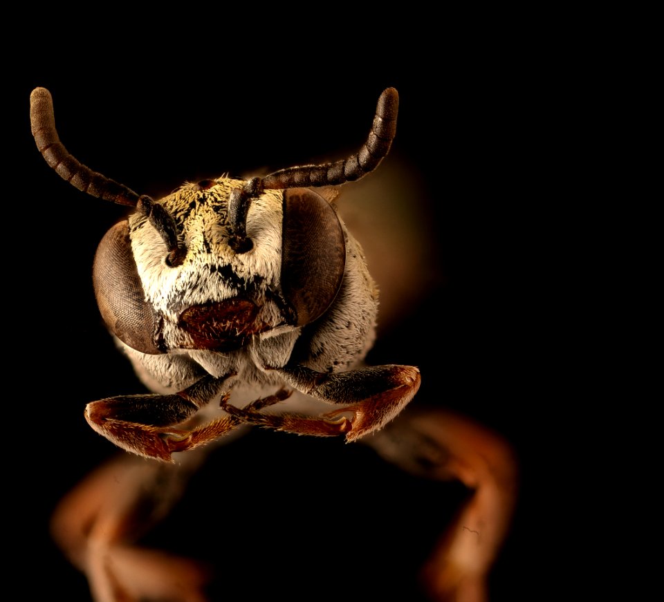 Townsendiella pulchra, f, face, Portal, AZ 2018-06-20-23.41.18 ZS PMax UDR