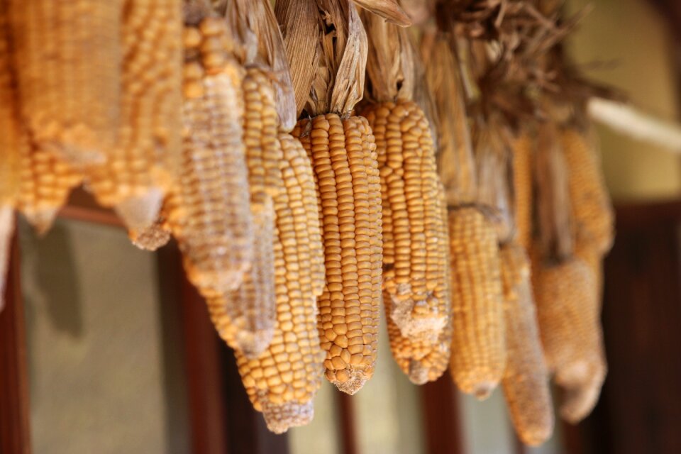 Cobs dry yellow brown