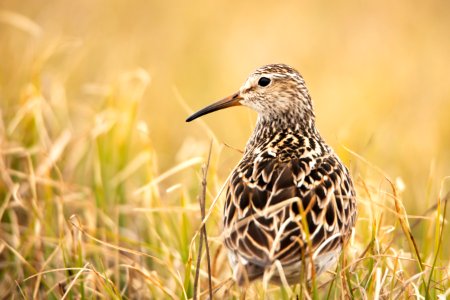 Pectoral Sandpiper - Arctic Bird Fest 2019