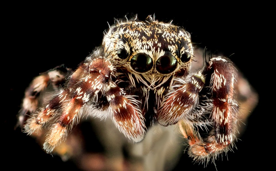 Jumping Spider 5, face, Upper Marlboro 2013-10-18-11.39.19 ZS PMax