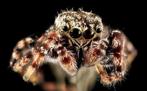 Jumping Spider 5, face, Upper Marlboro 2013-10-18-11.39.19 ZS PMax photo