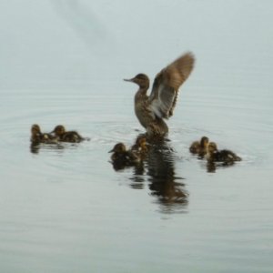 Mallard(?) with babies, Forillon National Park, Gaspe, QC