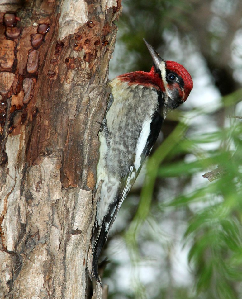 SAPSUCKER, RED-BREASTED (12-21-09) x RNSA, santa rosa park, slo, ca -03