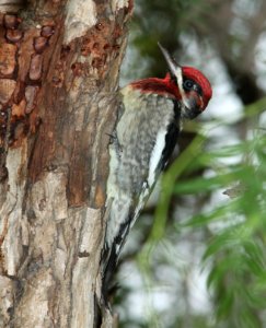 SAPSUCKER, RED-BREASTED (12-21-09) x RNSA, santa rosa park, slo, ca -03