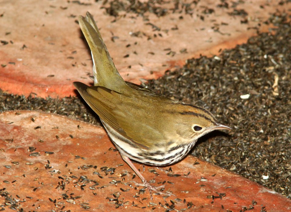 OVENBIRD (10-12-09) atascadero, slo co, ca -06