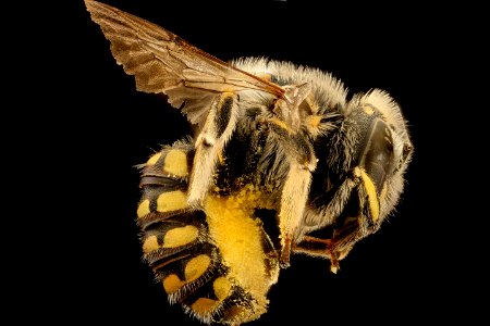 Anthidium porterae, right, Hidalgo Co., MD 2016-09-30-16.41
