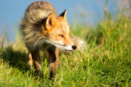 Red fox on Kodiak Refuge photo