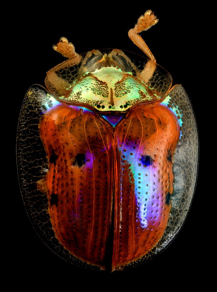 golden tortoise beetle, back, upper marlboro, md 2014-06-04-13.25.12 ZS PMax