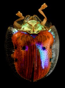 golden tortoise beetle, back, upper marlboro, md 2014-06-04-13.25.12 ZS PMax photo