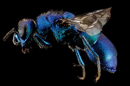 Chrysidid Wasp, Side 2014-07-01-11.12.50 ZS PMax photo