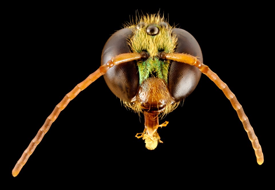Megalopta genalis, M, face, panama, barocolorado 2014-09-19-16.49.39 ZS PMax