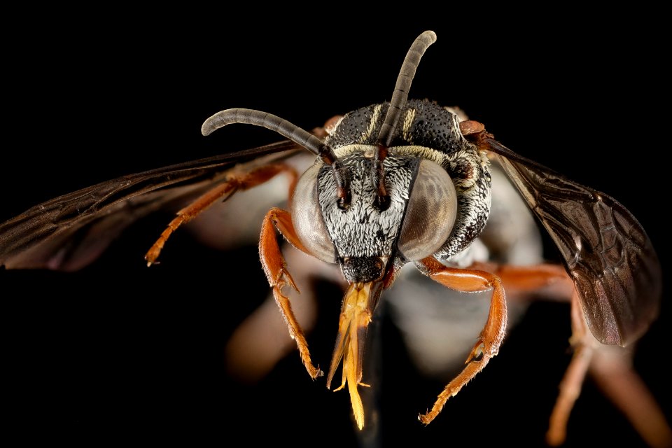 Triepeolus sp, F, Face, GA, Silver Lake 2014-10-09-11.30.11 ZS PMax