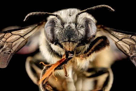 Melissodes denticulata, F, Face, Carroll Co., MD 2013-11-19-08.21.15 ZS PMax photo