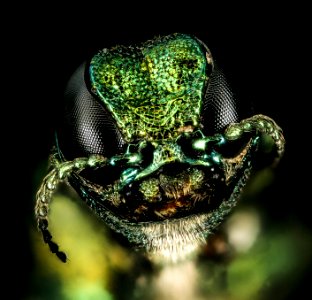 emerald ash borer, head, md 2016-03-03-17.14