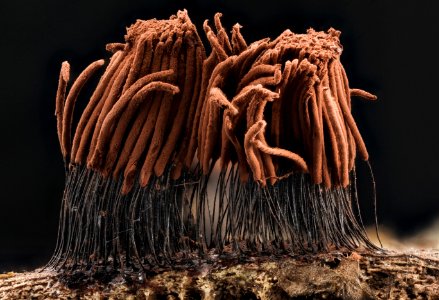 Stemonitis sp 2014-07-01-15.09.12 ZS PMax