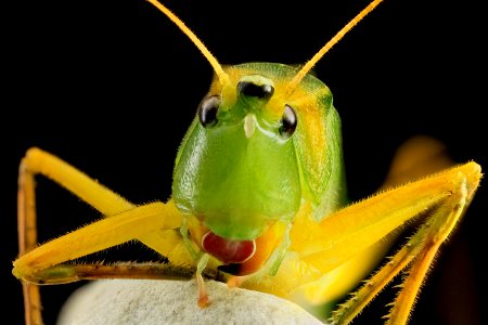 Cone Head, U, Face, MD, PG County 2013-08-23-16.06.07 ZS PMax photo