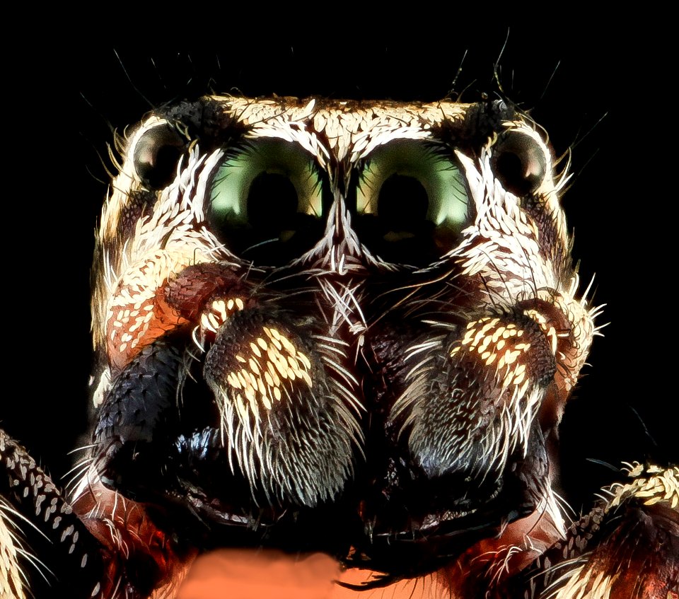 jumping spider 7, face, upper marlboro, md 2013-10-18-11.52.59 ZS PMax