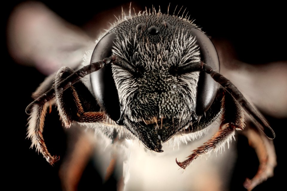 Megachile exilis, F, Talbot Co., MD, Face 2015-07-14-11.05.56 ZS PMax