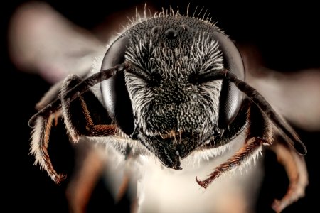 Megachile exilis, F, Talbot Co., MD, Face 2015-07-14-11.05.56 ZS PMax photo