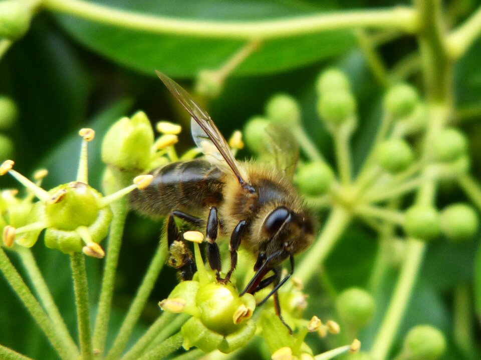 Garden insects character