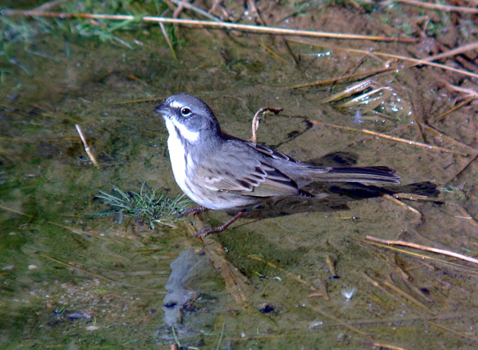 BELL'S SPARROW (canescens?) (10-7-07) Quail Springs, carrizo plain nat mon, slo co, ca -13