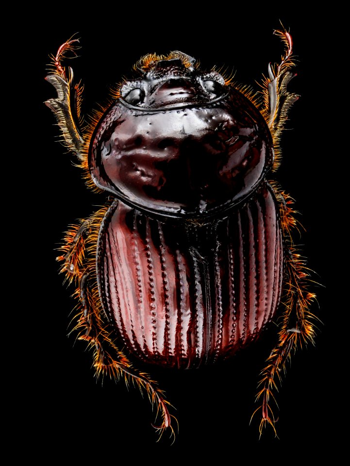 Scarabaeidae, U, back, Maryland,  chino farm 2013-03-04-18.39.22 ZS PMax