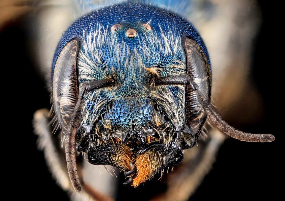 Osmia texana, Female, face, Carroll County, MD 2013-11-04-11.14.59 ZS PMax