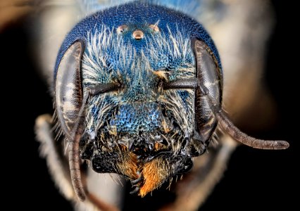 Osmia texana, Female, face, Carroll County, MD 2013-11-04-11.14.59 ZS PMax photo