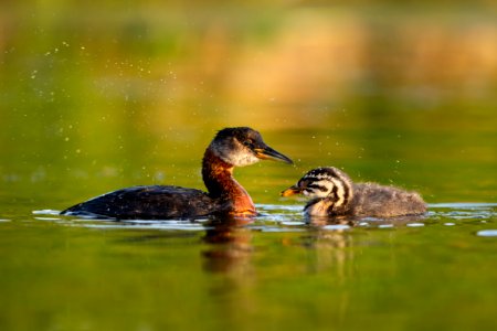 Red-necked grebe parent and chick photo