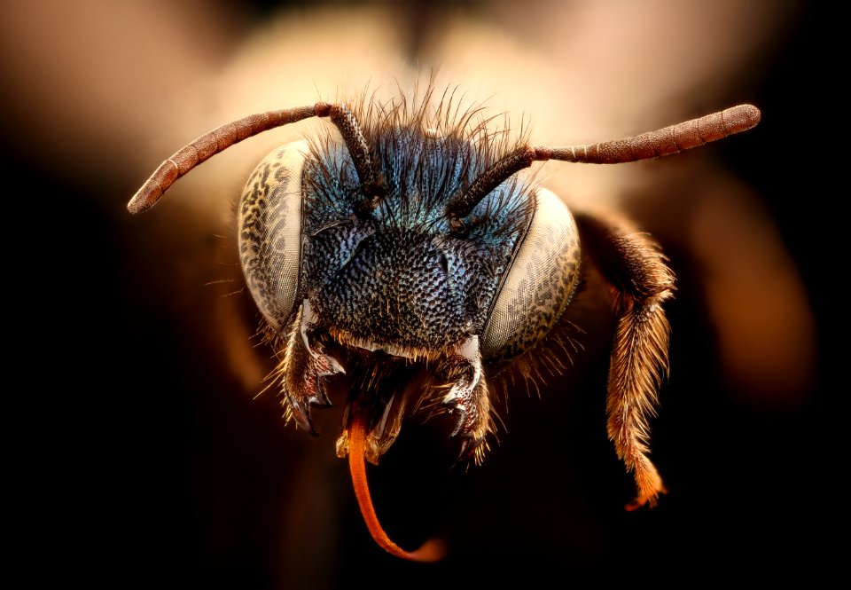 Osmia inurbana, f, face, Oneida Co. ID 2017-08-07-18.24