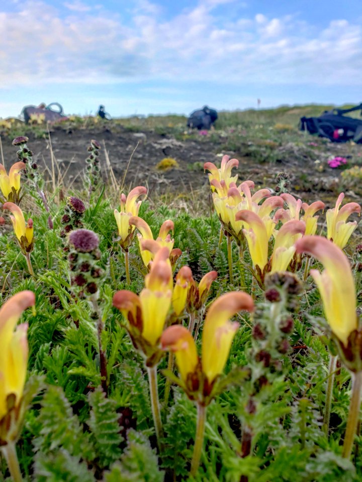 2019 Arctic Virtual Bird Fest