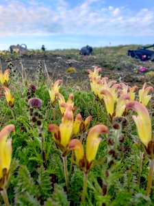 2019 Arctic Virtual Bird Fest