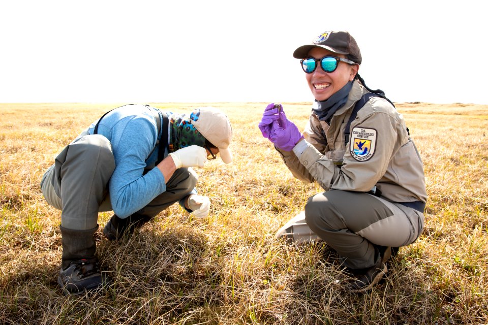 Biologists check shorebird eggs for signs of hatch - Arctic Bird Fest 2019