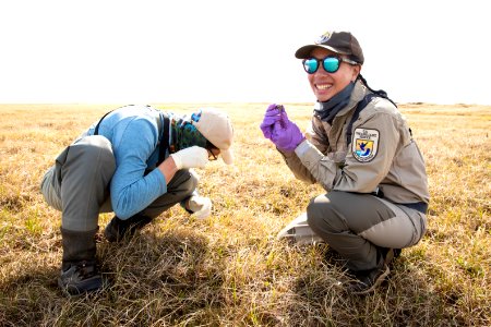 Biologists check shorebird eggs for signs of hatch - Arctic Bird Fest 2019