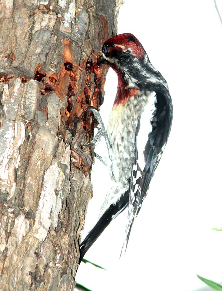 SAPSUCKER, RED-BREASTED (12-20-09) santa rosa park, slo, ca -04